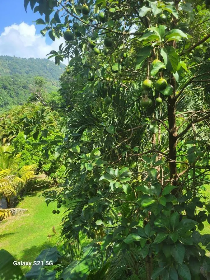 Iguana Apartments Roseau Dominica